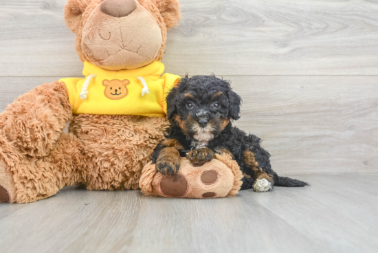 Adorable Bernadoodle Poodle Mix Puppy