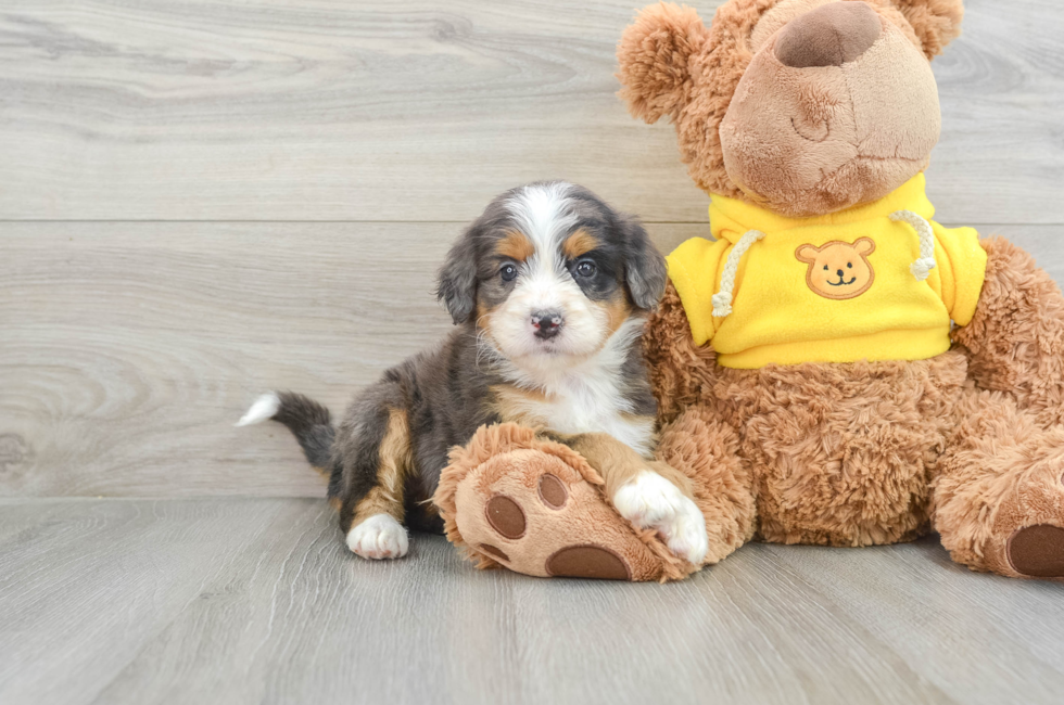 6 week old Mini Bernedoodle Puppy For Sale - Premier Pups