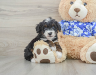 7 week old Mini Bernedoodle Puppy For Sale - Premier Pups