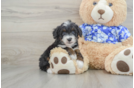 Mini Bernedoodle Puppy for Adoption