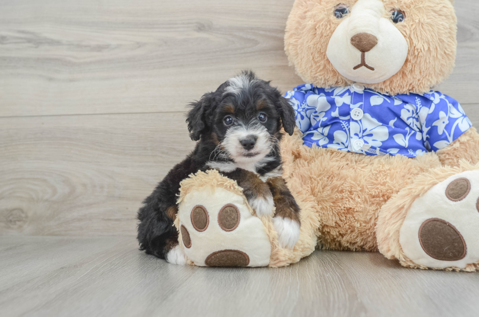 7 week old Mini Bernedoodle Puppy For Sale - Premier Pups