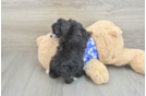 Small Mini Bernedoodle Baby