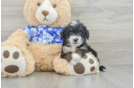 Mini Bernedoodle Puppy for Adoption