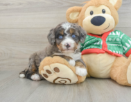 5 week old Mini Bernedoodle Puppy For Sale - Premier Pups