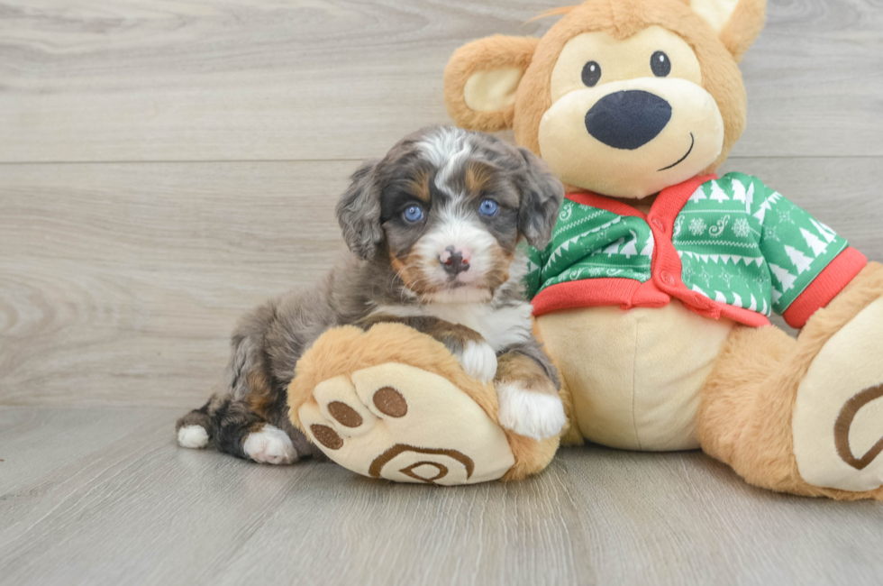 4 week old Mini Bernedoodle Puppy For Sale - Premier Pups