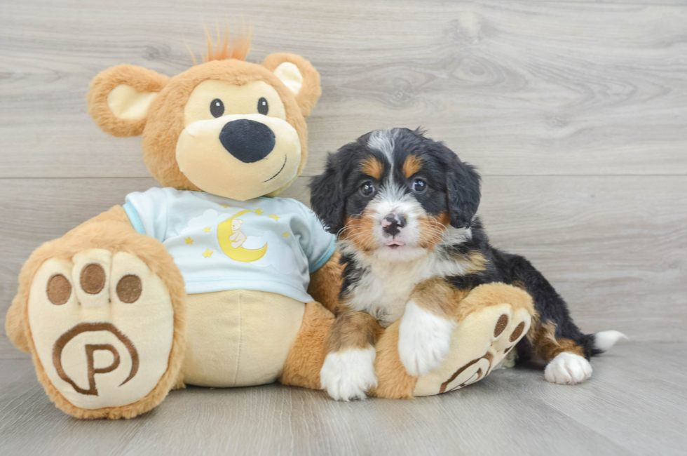 6 week old Mini Bernedoodle Puppy For Sale - Premier Pups