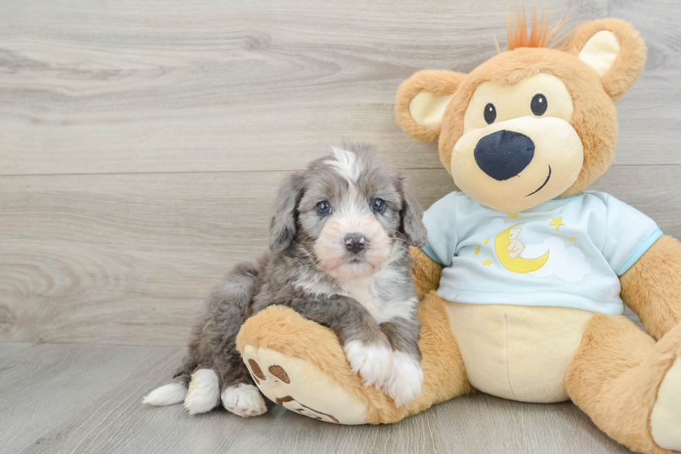 Mini Bernedoodle Pup Being Cute