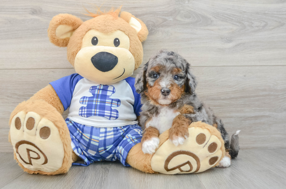5 week old Mini Bernedoodle Puppy For Sale - Premier Pups