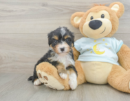 8 week old Mini Bernedoodle Puppy For Sale - Premier Pups