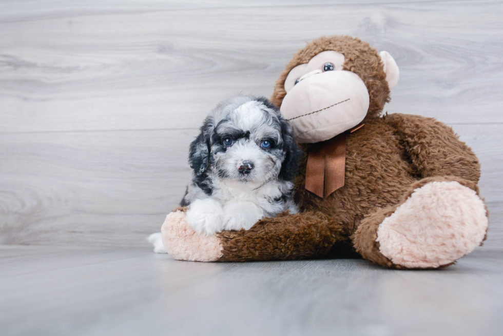 Best Mini Bernedoodle Baby