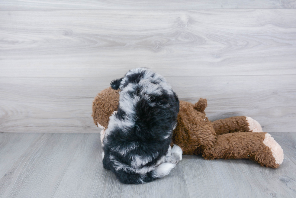 Mini Bernedoodle Pup Being Cute