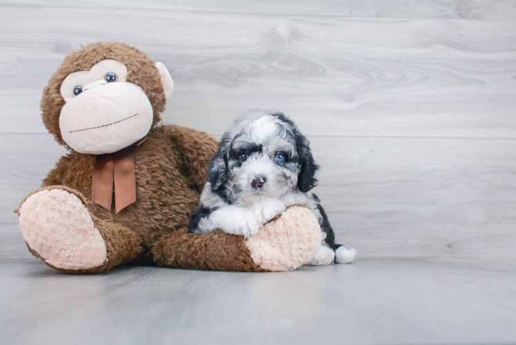 Best Mini Bernedoodle Baby