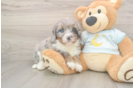 Best Mini Bernedoodle Baby