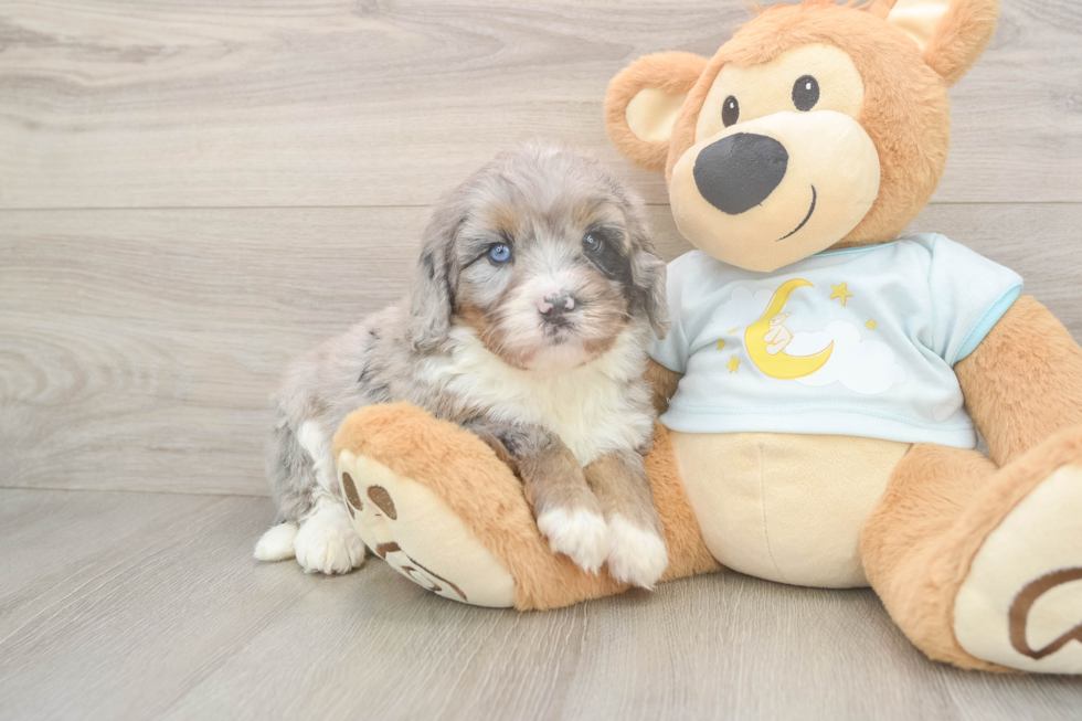 Best Mini Bernedoodle Baby