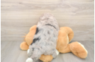 Adorable Bernadoodle Poodle Mix Puppy