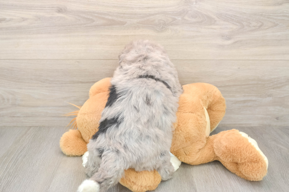 Adorable Bernadoodle Poodle Mix Puppy