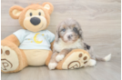 Best Mini Bernedoodle Baby