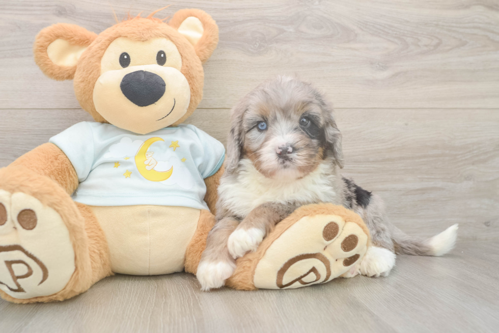 Best Mini Bernedoodle Baby