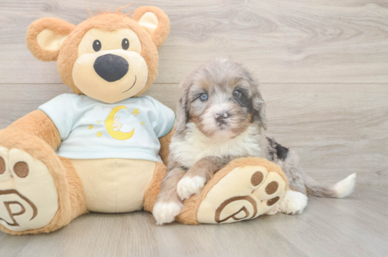 Best Mini Bernedoodle Baby