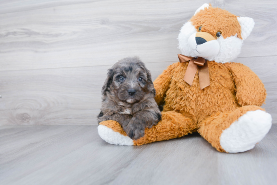 Mini Bernedoodle Puppy for Adoption