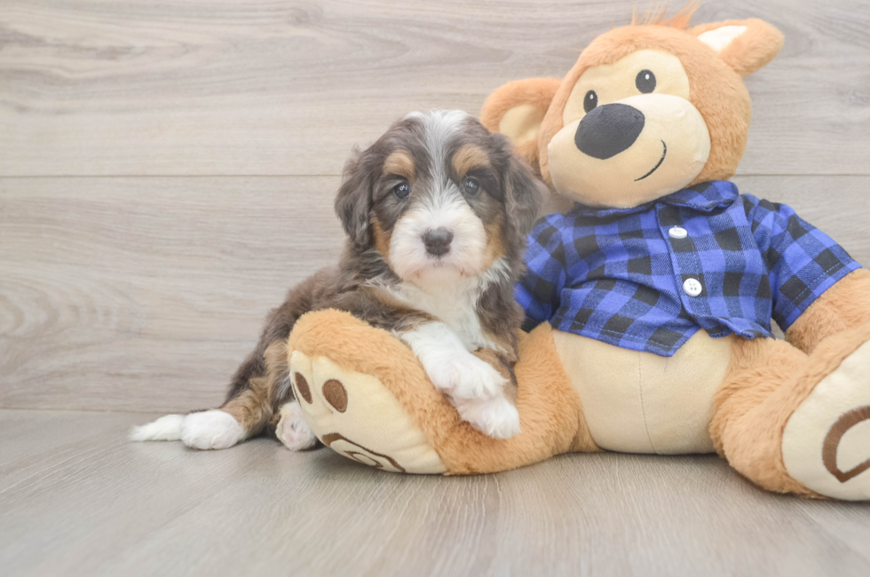 5 week old Mini Bernedoodle Puppy For Sale - Premier Pups