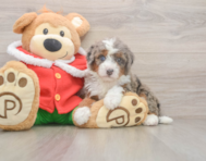 5 week old Mini Bernedoodle Puppy For Sale - Premier Pups