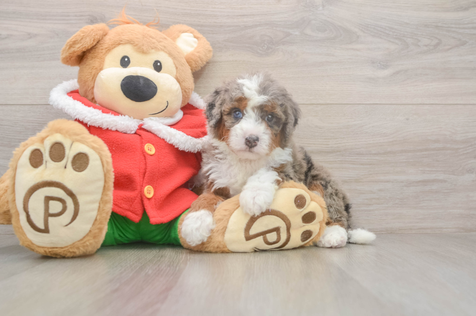 5 week old Mini Bernedoodle Puppy For Sale - Premier Pups