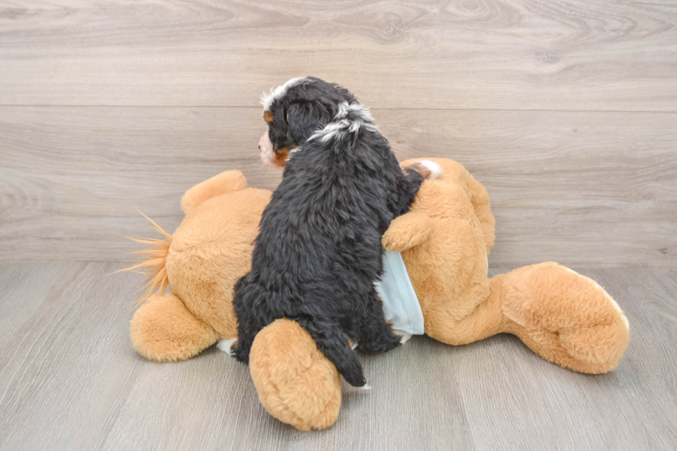 Petite Mini Bernedoodle Poodle Mix Pup