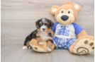 Little Mini Bernesepoo Poodle Mix Puppy