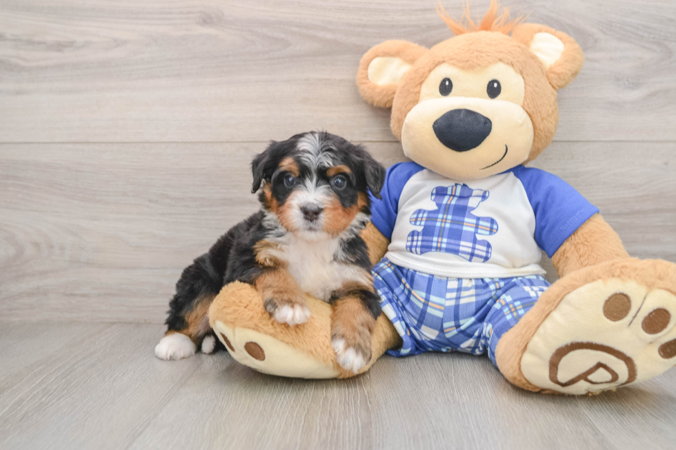 Little Mini Bernesepoo Poodle Mix Puppy