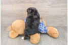 Mini Bernedoodle Pup Being Cute