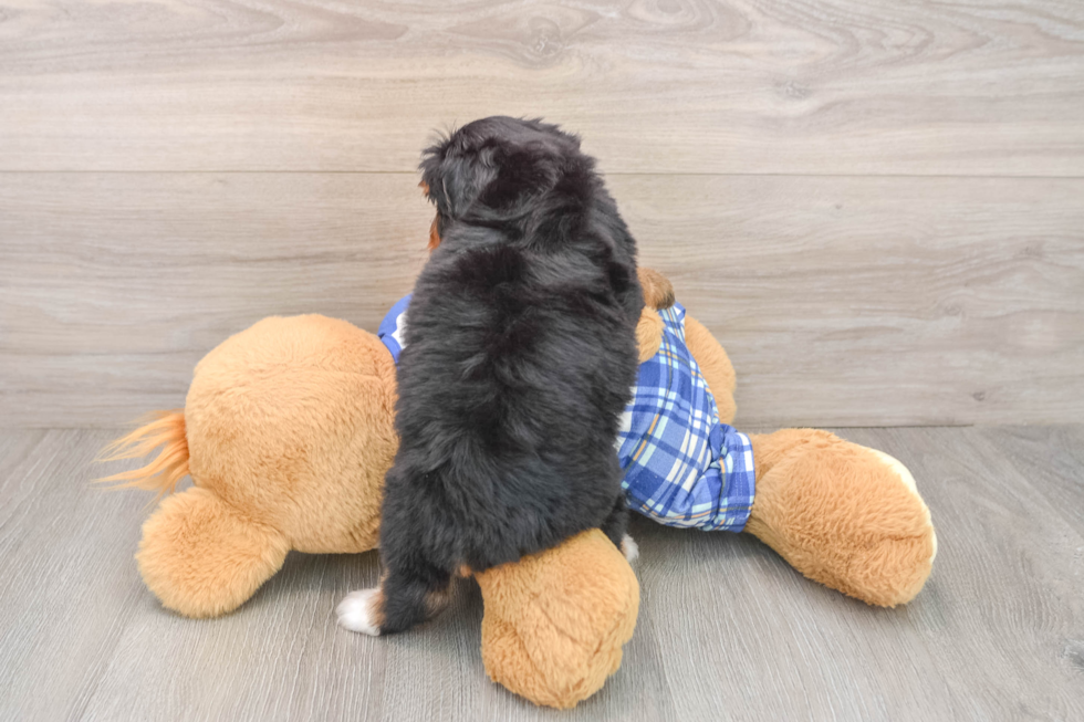 Mini Bernedoodle Pup Being Cute