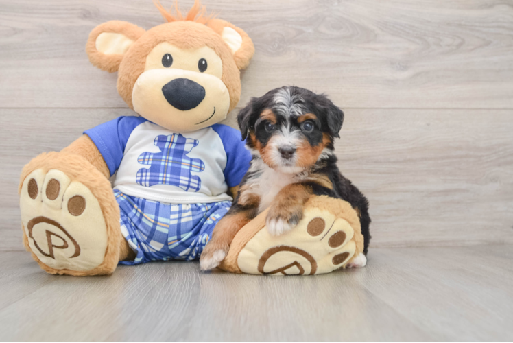 Mini Bernedoodle Puppy for Adoption