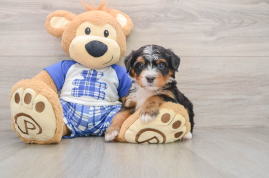 Mini Bernedoodle Puppy for Adoption