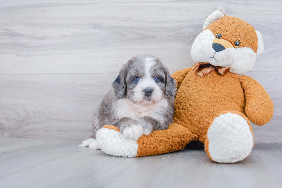 Petite Mini Bernedoodle Poodle Mix Pup