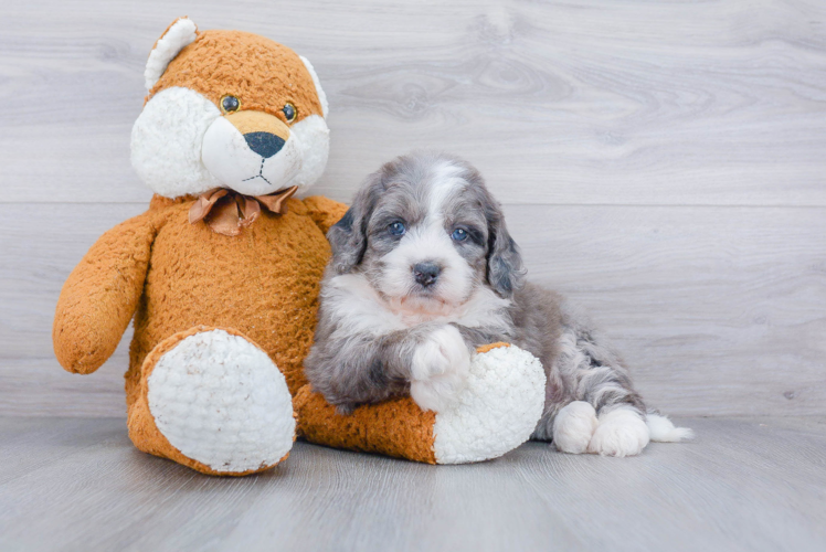 Cute Mini Bernedoodle Baby