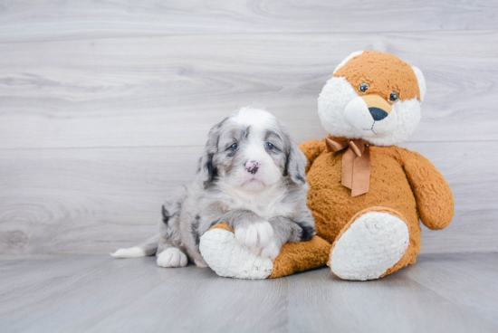 Best Mini Bernedoodle Baby