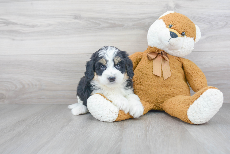 Mini Bernedoodle Pup Being Cute