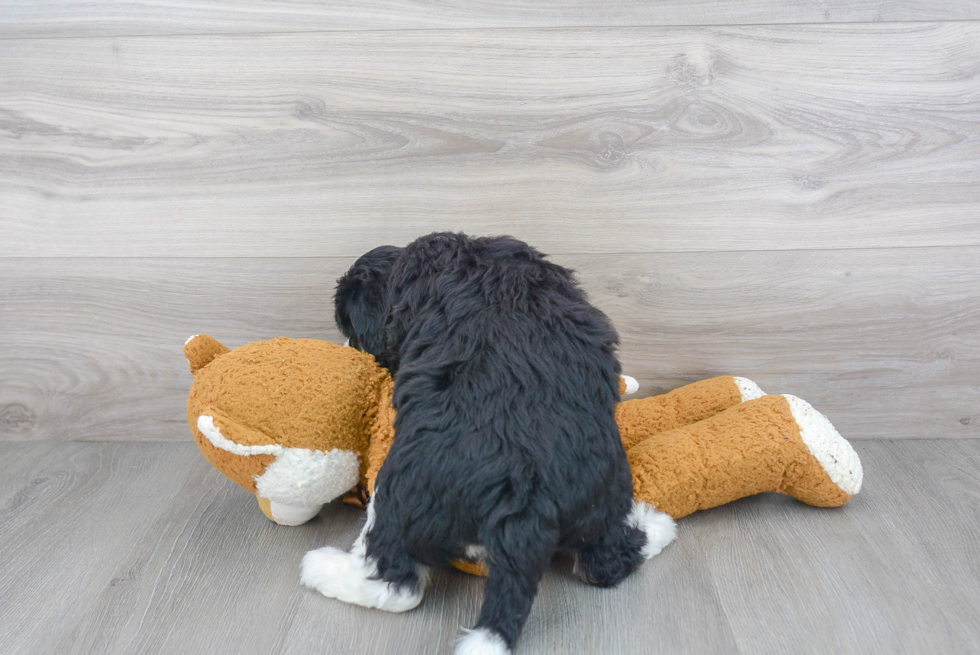 Mini Bernedoodle Pup Being Cute