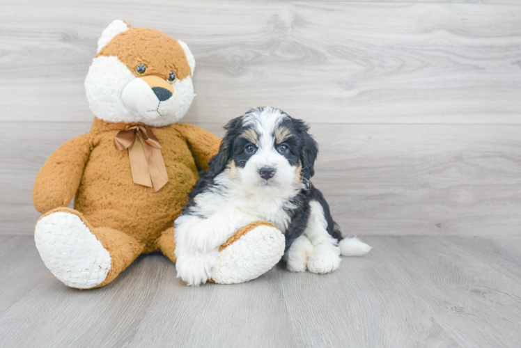 Best Mini Bernedoodle Baby