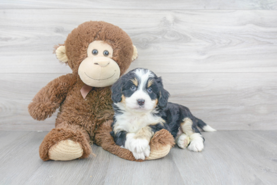 Sweet Mini Bernedoodle Baby