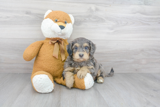 Mini Bernedoodle Puppy for Adoption