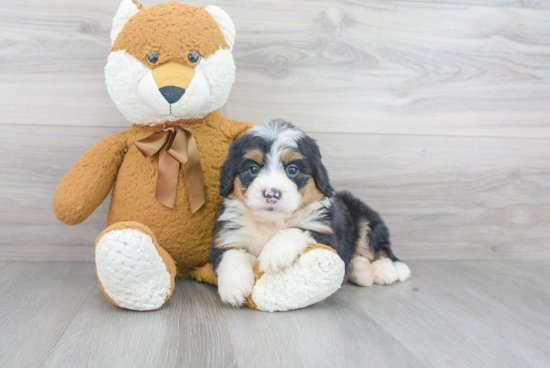 Cute Mini Bernedoodle Baby