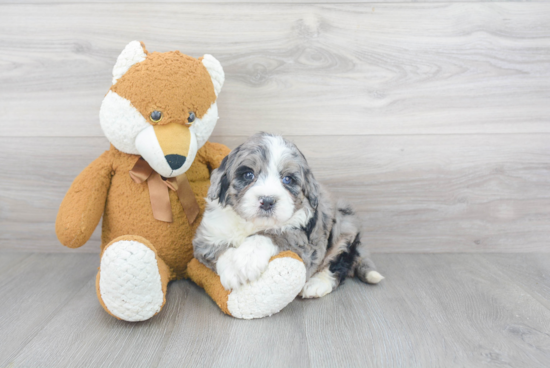 Best Mini Bernedoodle Baby