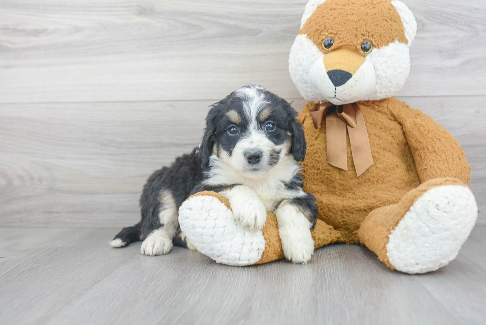Petite Mini Bernedoodle Poodle Mix Pup