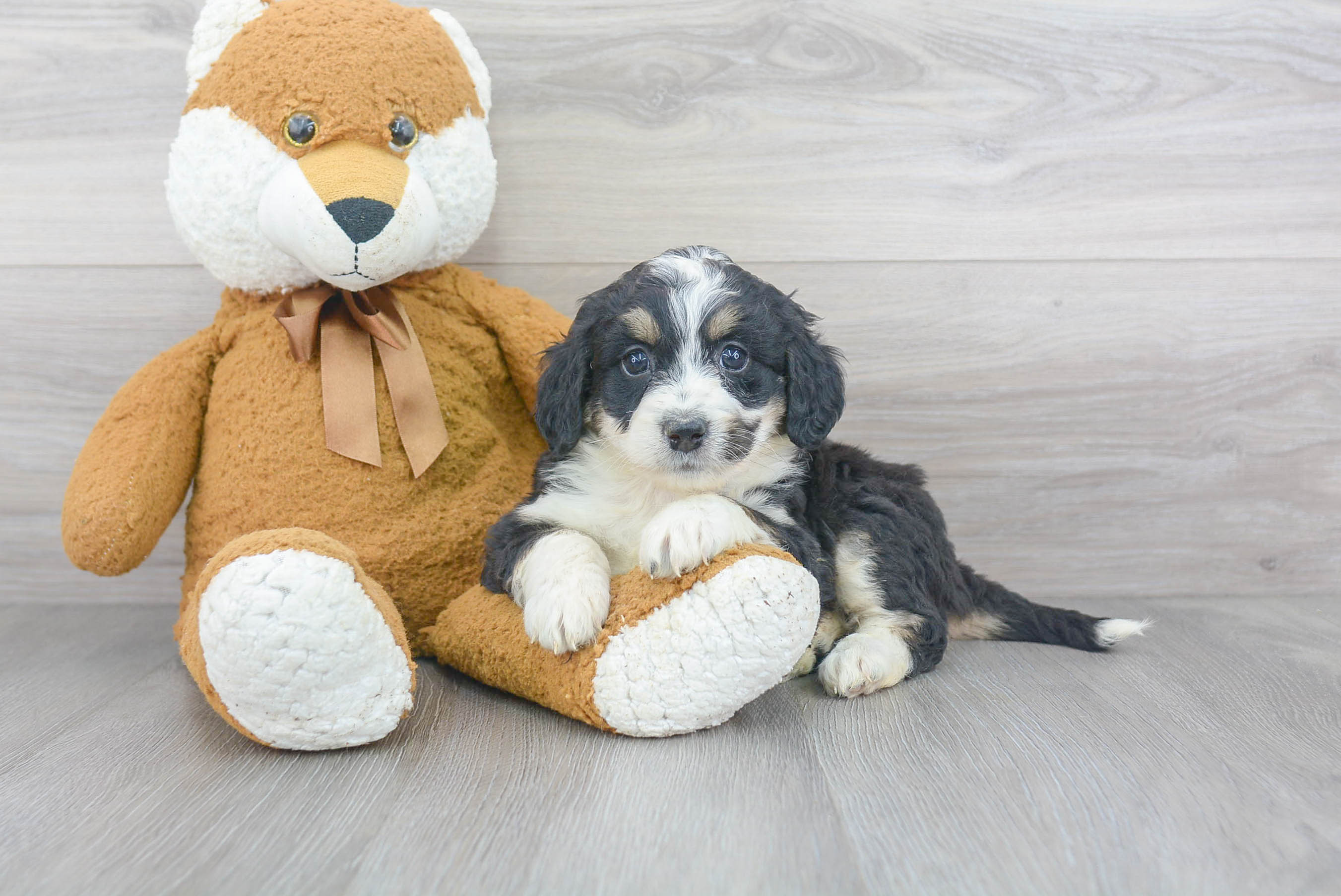 Best Mini Bernedoodle Baby