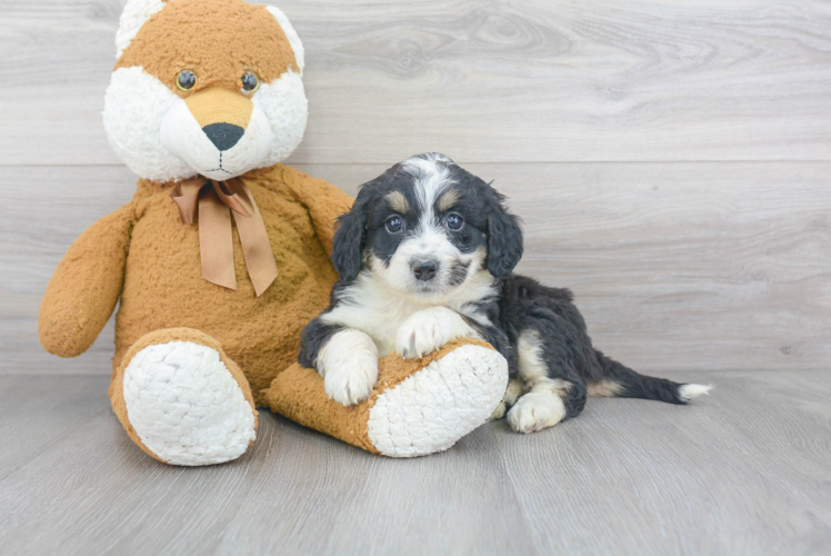 Best Mini Bernedoodle Baby