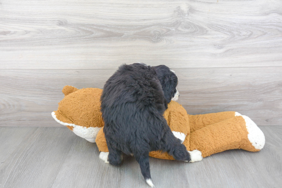 Best Mini Bernedoodle Baby