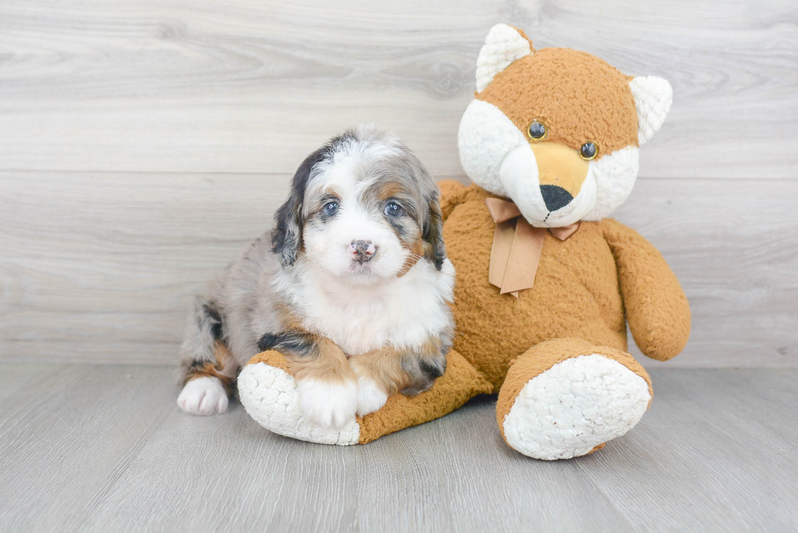 Sweet Mini Bernedoodle Baby