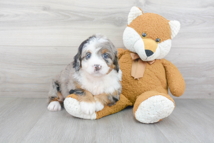 Sweet Mini Bernedoodle Baby